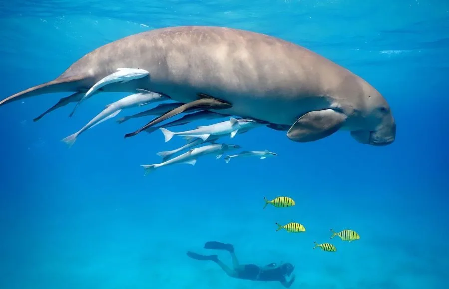 Snorkeling-with-dugong-in-the-Red-Sea