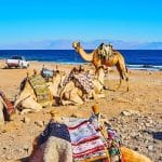 The-Camel-Tour-Along-The-Desert-Coast-Of-Aqaba-Gulf-Dahab