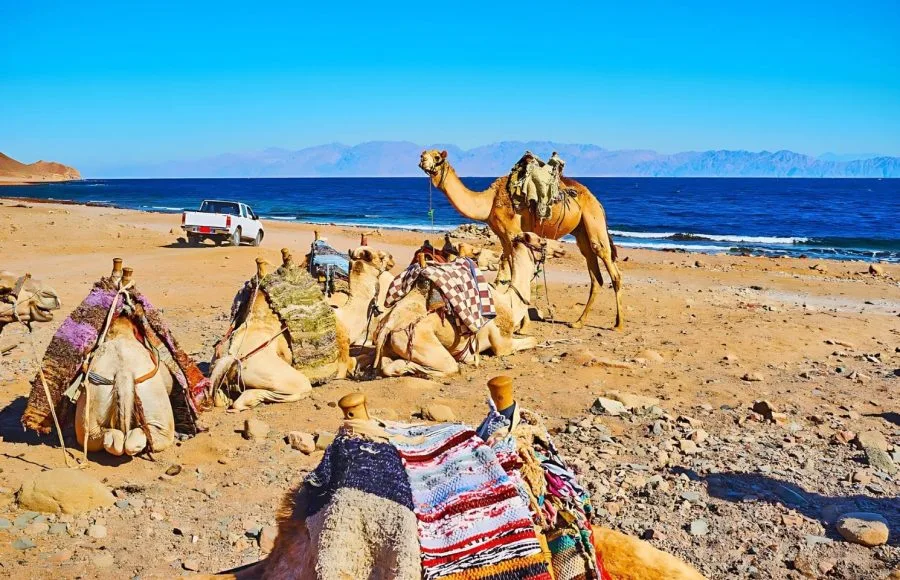 The-Camel-Tour-Along-The-Desert-Coast-Of-Aqaba-Gulf-Dahab