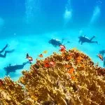 Underwater-view-at-scuba-divers-and-the-reef-Marsa-Alam