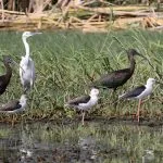 Water-Birds-On-The-River-Nile-In-Aswan