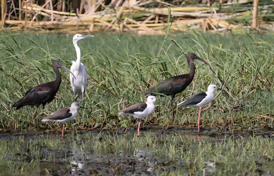 Water-Birds-On-The-River-Nile-In-Aswan