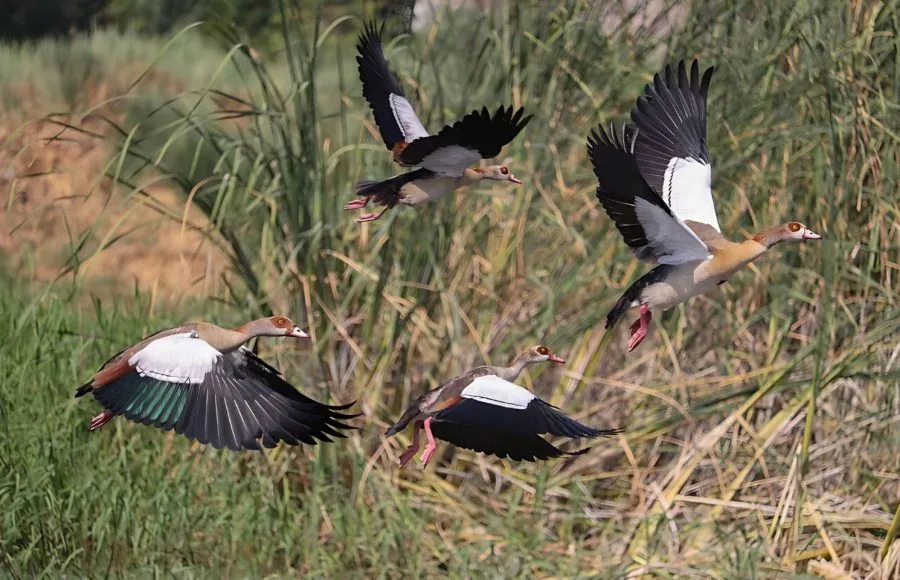 Water-Birds-On-The-River-Nile-In-Aswan-Egypt