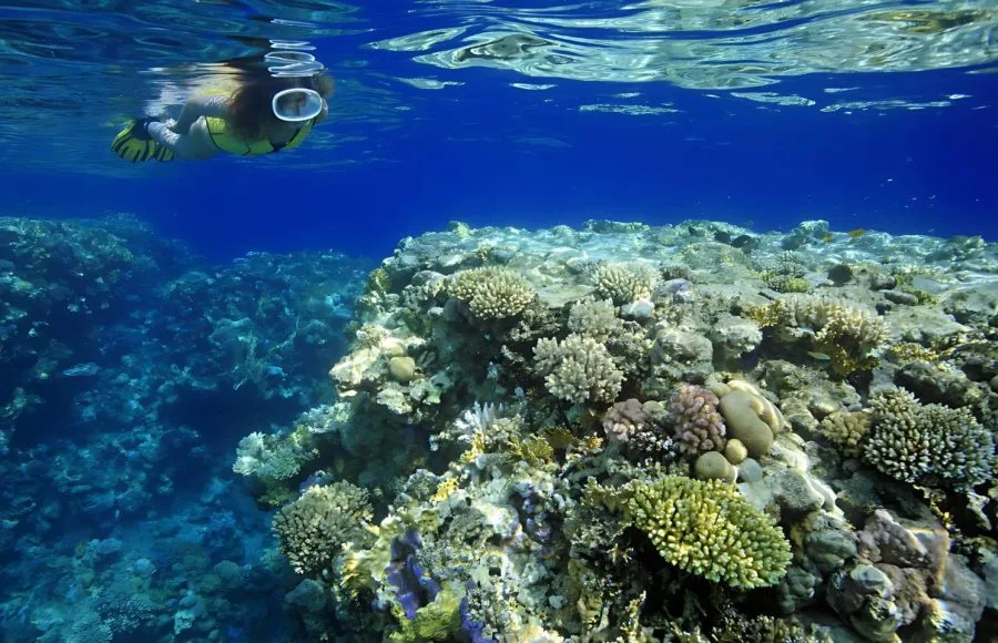 Woman-Snorkeling-Explores-Coral-Reef
