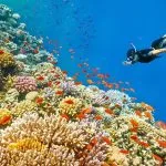 Woman-Snorkeling-Underwater-Coral-Reef-Blue-Hole-Near-Dahab