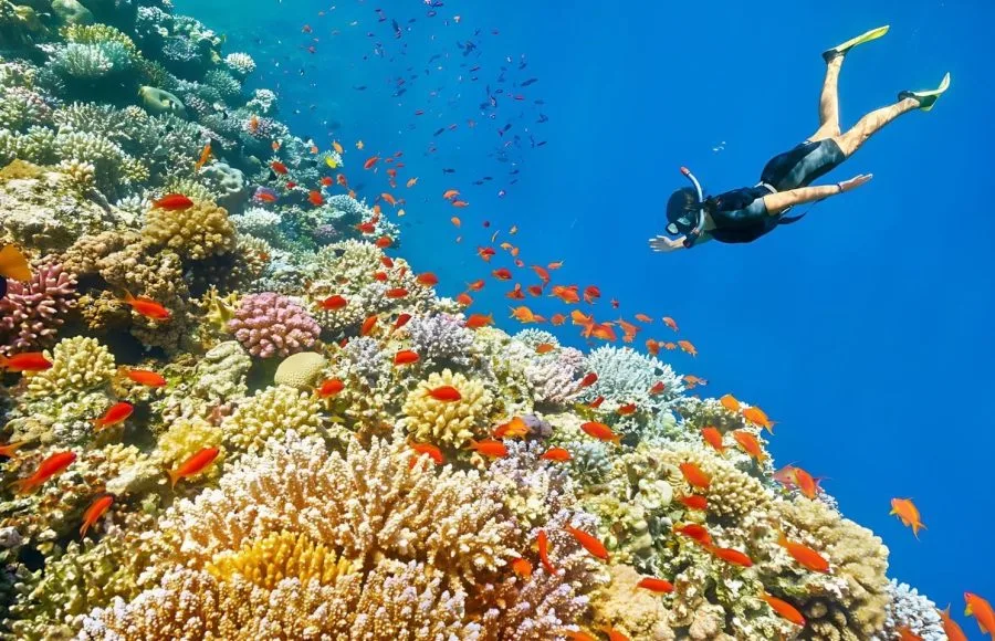 Woman-Snorkeling-Underwater-Coral-Reef-Blue-Hole-Near-Dahab
