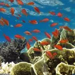 Colorful coral formations teeming with orange fishes in the Red Sea.
