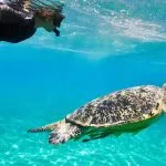 woman-snorkeling-close-to-the-Sea-Turtle-Marsa-Alam