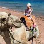 A-little-girl-riding-a-camel-in-Dahab