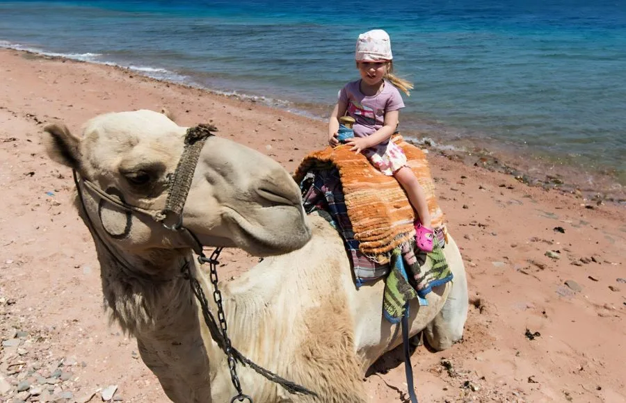 A-little-girl-riding-a-camel-in-Dahab
