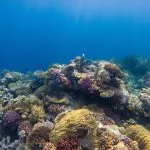 Abstract-Coral-Reef-Of-Makadi-Bay