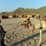 Bedouin-Guide-Leads-Tourists-Riding-Camels-In-Desert