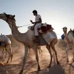 Bedouin-Ride-Camels-Through-The-Desert-In-Sinai-Egypt