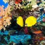 Butterfly-Fish-Hiding-In-The-Shadow-In-Safaga