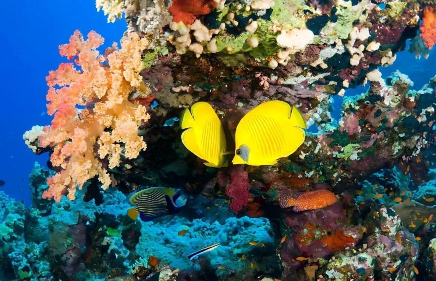 Butterfly-Fish-Hiding-In-The-Shadow-In-Safaga