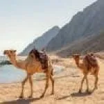 Camel-Ride-Dahab