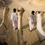 Camels-And-Young-Bedouins-In-The-Desert-Red-Sea