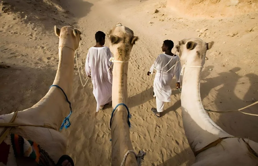 Camels-And-Young-Bedouins-In-The-Desert-Red-Sea
