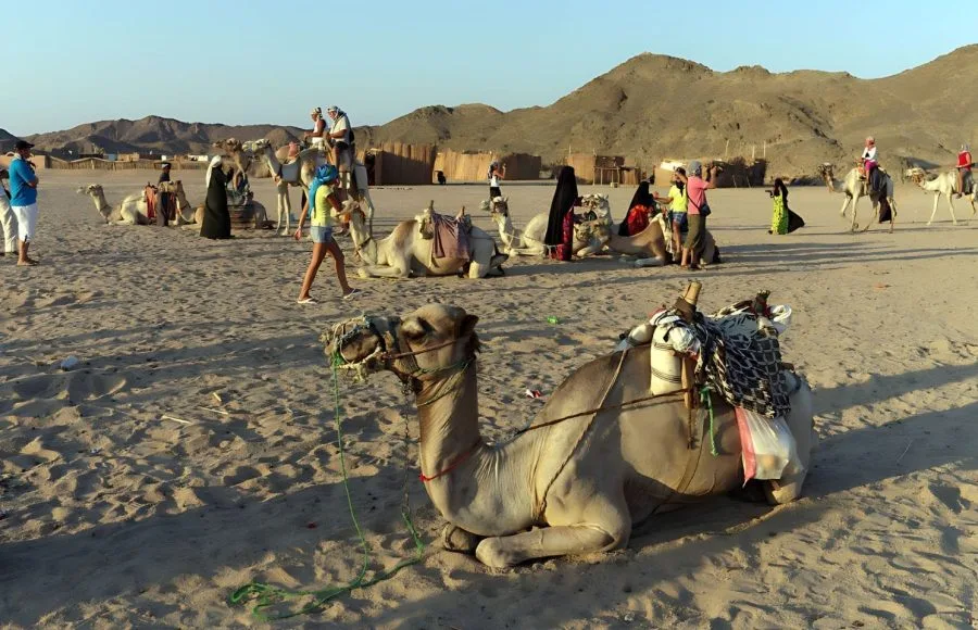 Camels-In-Bedouin-Village