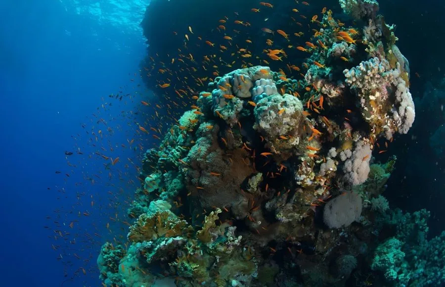 Coral-Reef-At-Egypt-In-Soma-Bay
