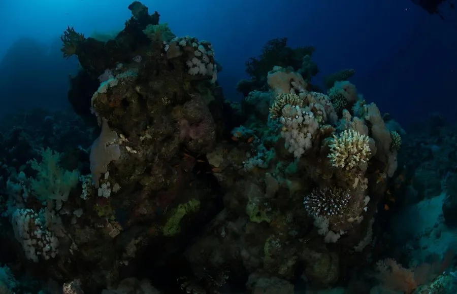 Coral-Reef-At-Soma-Bay-Egypt