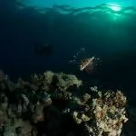 Coral-Reef-At-Soma-Bay-In-Egypt