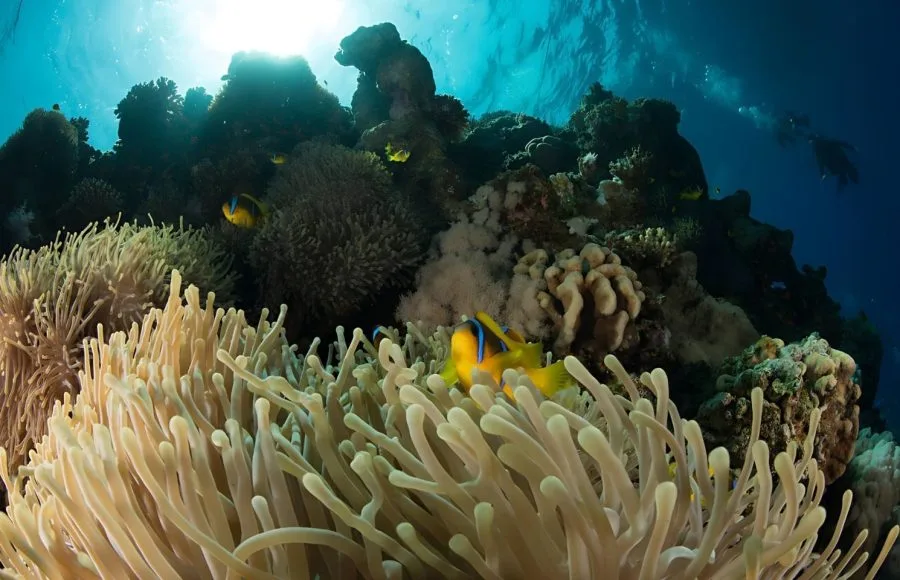 Coral-Reef-At-Soma-Bay-In-Egypt-Showing-Yellow-Fishes