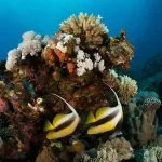 Coral-Reef-At-Soma-Bay-In-Hurghada