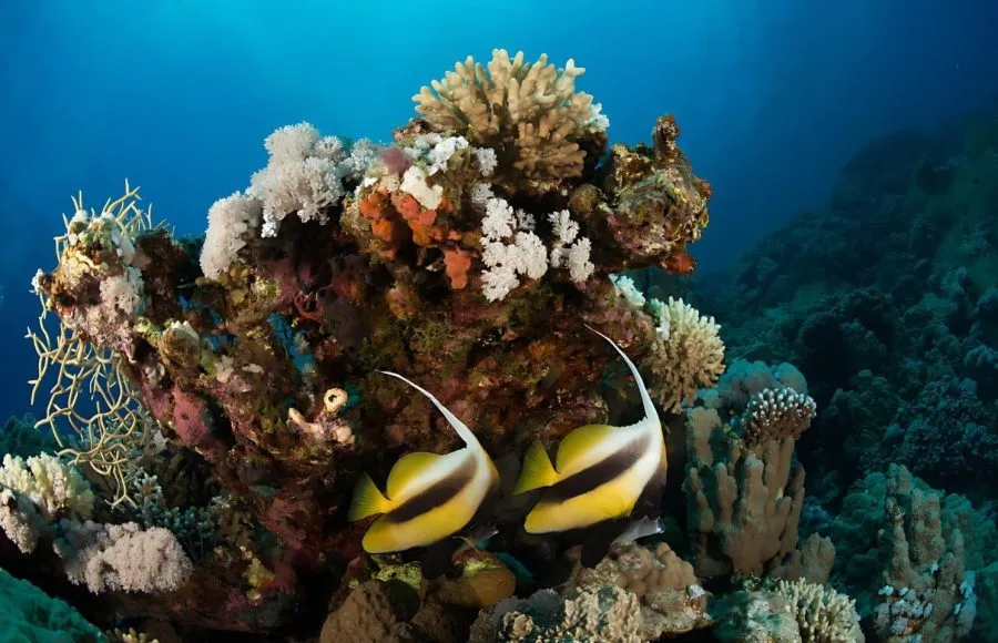 Coral-Reef-At-Soma-Bay-In-Hurghada