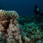 Coral-Reef-Near-Makadi-Bay