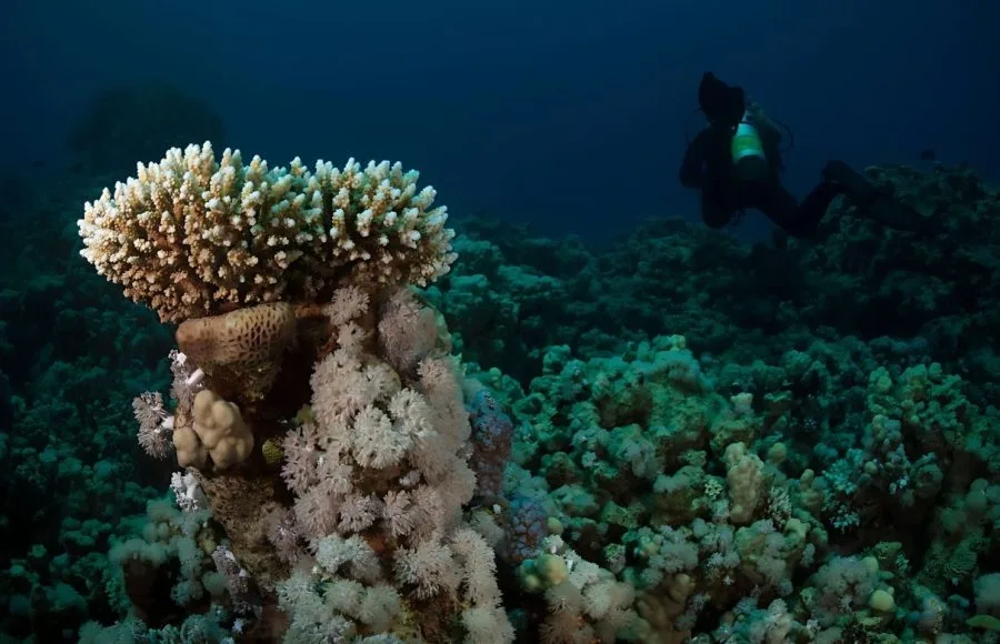 Coral-Reef-Near-Makadi-Bay