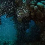 Coral-Reef-Near-Makadi-Bay-Egypt