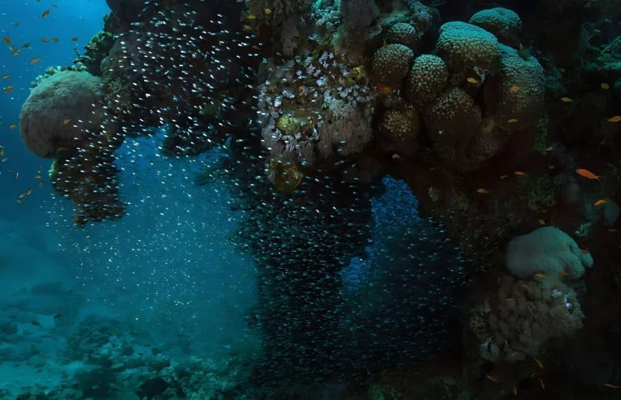 Coral-Reef-Near-Makadi-Bay-Egypt