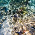 Coral-and-fish-in-the-Red-Sea-safaga