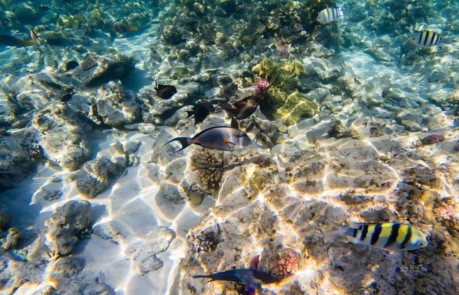 Coral-and-fish-in-the-Red-Sea-safaga