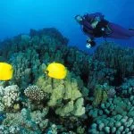 Couple-Of-Lemon-Butterflyfish-And-Diver-In-Soma-Bay