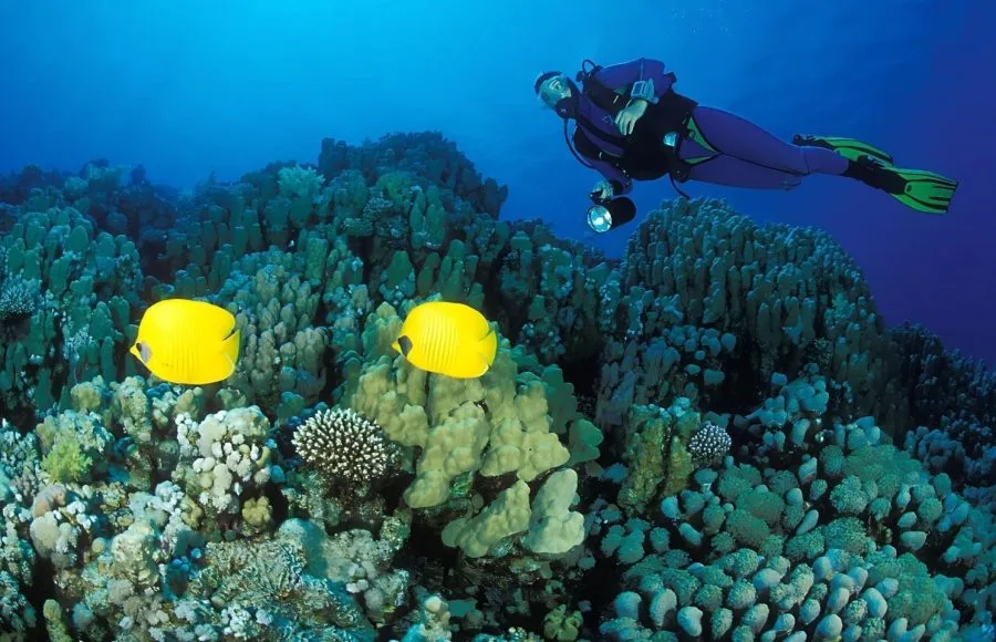 Couple-Of-Lemon-Butterflyfish-And-Diver-In-Soma-Bay