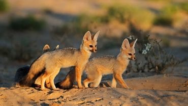 Wildlife Safari Destinations