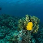 Diver-Enjoy-Seeing-In-Soma-Bay-Coral-Reef