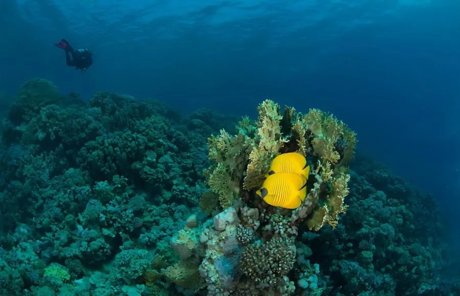 Diver-Enjoy-Seeing-In-Soma-Bay-Coral-Reef