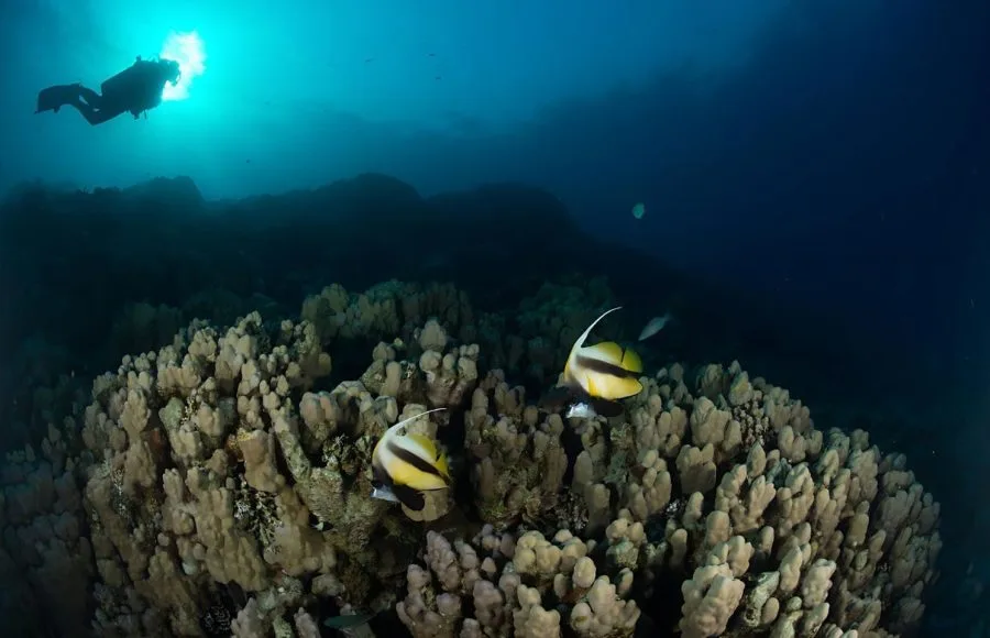 Diver-In-Coral-Reef-At-Soma-Bay-In-Egypt