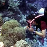 Egypt-Red-Sea-Diver-Looking-At-Clownfish-In-Giant-Anemone