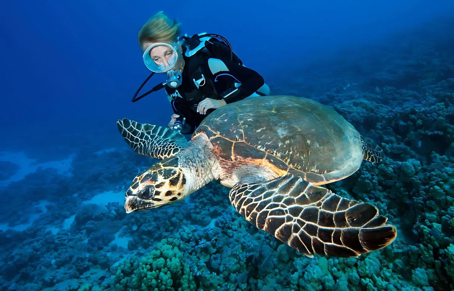 Explore Scuba Diving from Safaga Port