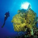 Fire-Coral-And-Diver-Under-Water-At-Soma-Bay-Egypt