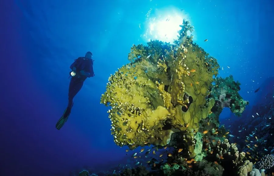 Fire-Coral-And-Diver-Under-Water-At-Soma-Bay-Egypt