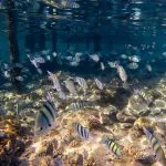 Flock-Of-Coral-Fish-In-Makadi-Bay