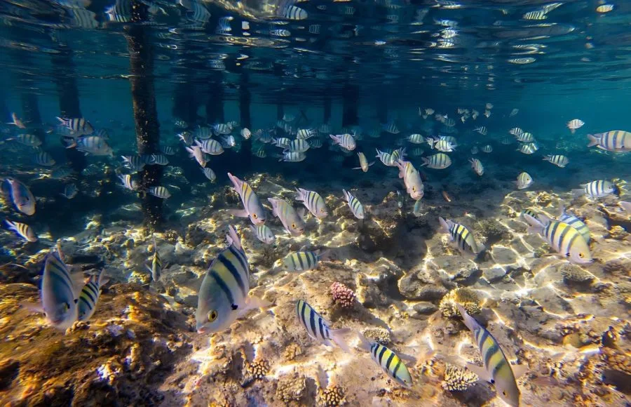Flock-Of-Coral-Fish-In-Makadi-Bay