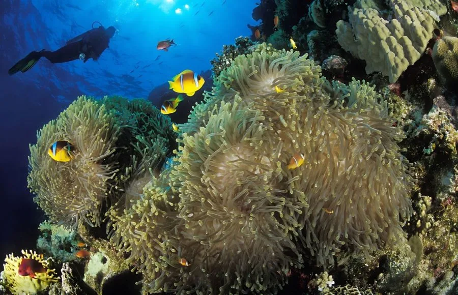 Red-Sea-Anemonefish-In-Coral-Reef