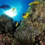 Red-Sea-Anemonefish-In-Coral-Reef-In-Safaga
