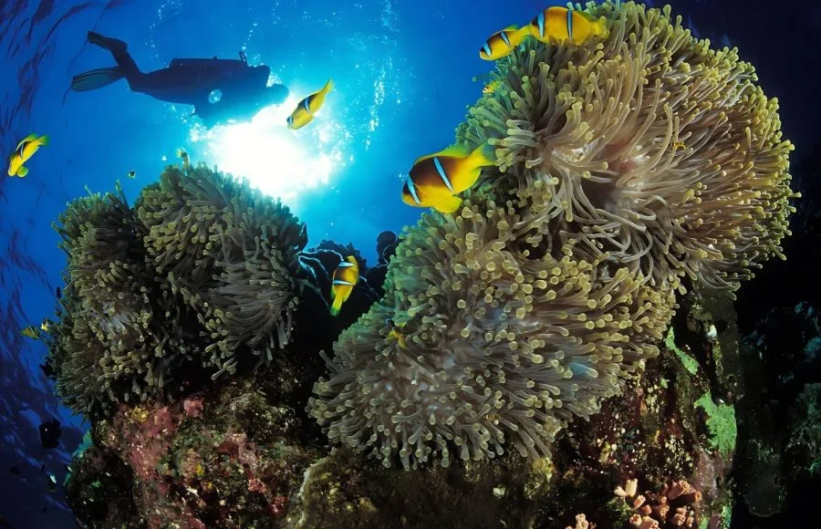 Red-Sea-Anemonefish-In-Coral-Reef-In-Safaga